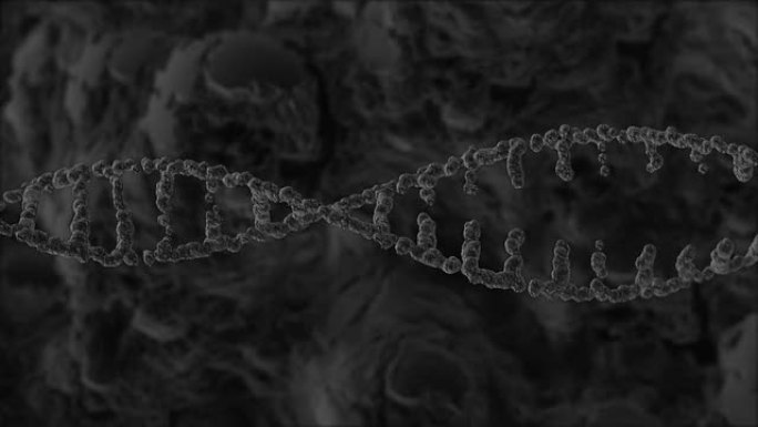 旋转DNA链