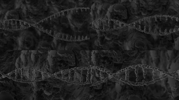 旋转DNA链