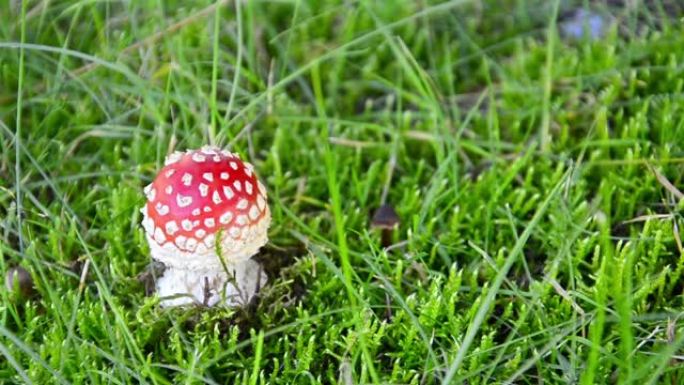 神奇的仙尾真菌魔法蘑菇在微风中吹拂绿色背景草，循环