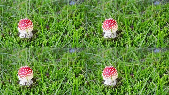 神奇的仙尾真菌魔法蘑菇在微风中吹拂绿色背景草，循环