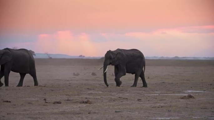 经过漫长而疲惫的旅行，大象在尘土飞扬的大草原上排队，肯尼亚安博塞利国家公园