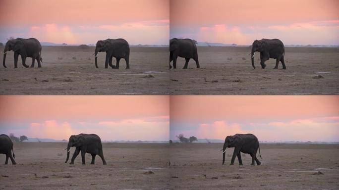 经过漫长而疲惫的旅行，大象在尘土飞扬的大草原上排队，肯尼亚安博塞利国家公园
