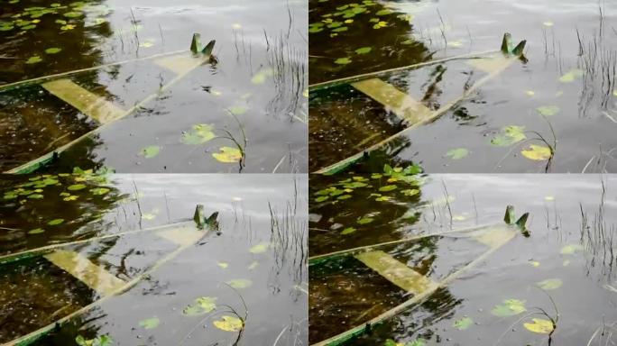 湖中暴风雨后淹死的木船