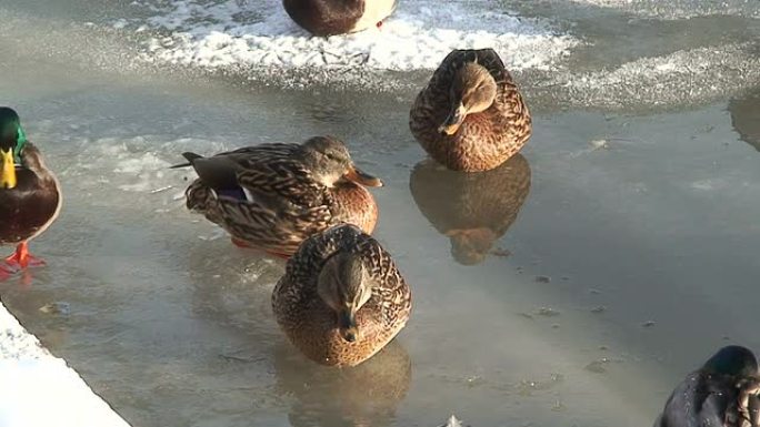 冰面上冰冻的鸭子，特写 (HD 1080/50i)