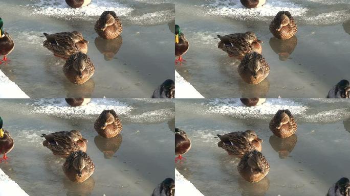 冰面上冰冻的鸭子，特写 (HD 1080/50i)