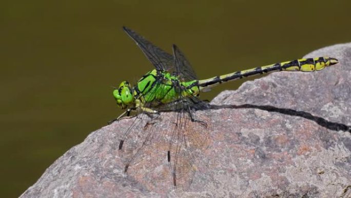 绿色蛇尾蜻蜓 (Ophiogomphus Cecilia) 停在岩石上的特写镜头
