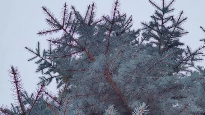 雪落在乌克兰一个公园的蓝色冷杉树枝上。雪花飞向镜头，冬季背景