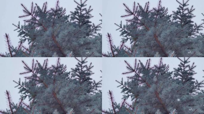 雪落在乌克兰一个公园的蓝色冷杉树枝上。雪花飞向镜头，冬季背景