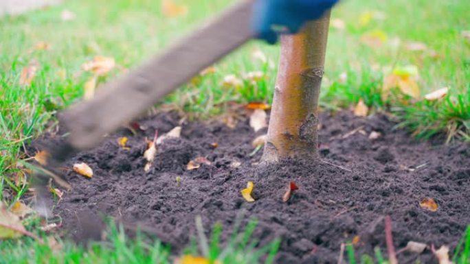 花园中的秋季树木护理特写。为越冬准备幼树的土壤。用平刀松动土壤