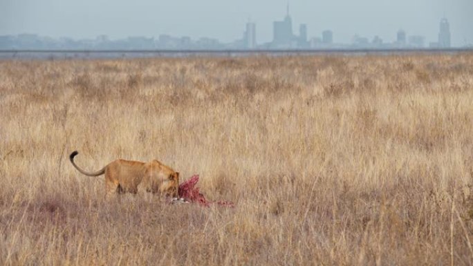 LS母狮在内罗毕国家公园的自然栖息地中吞噬猎物