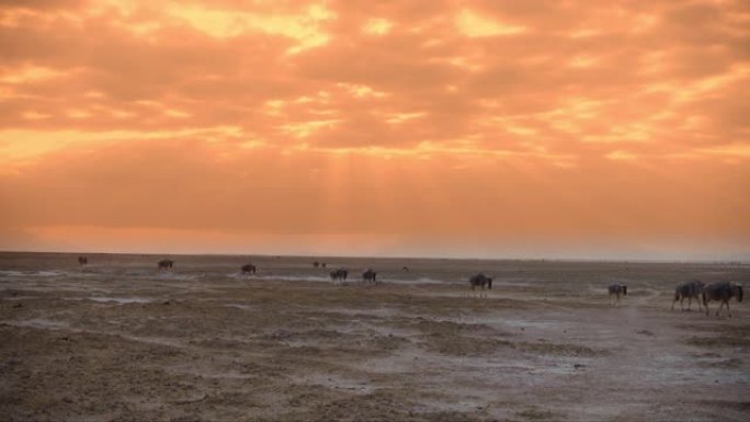 肯尼亚安博塞利国家公园日落时，牧群牛羚漫步在非洲荒原上