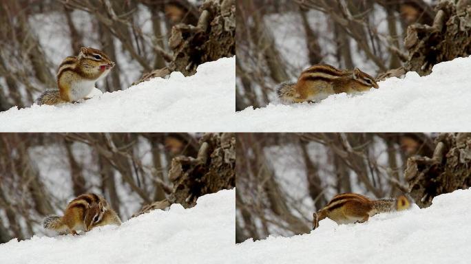 冬天的花栗鼠魔王鼠觅食