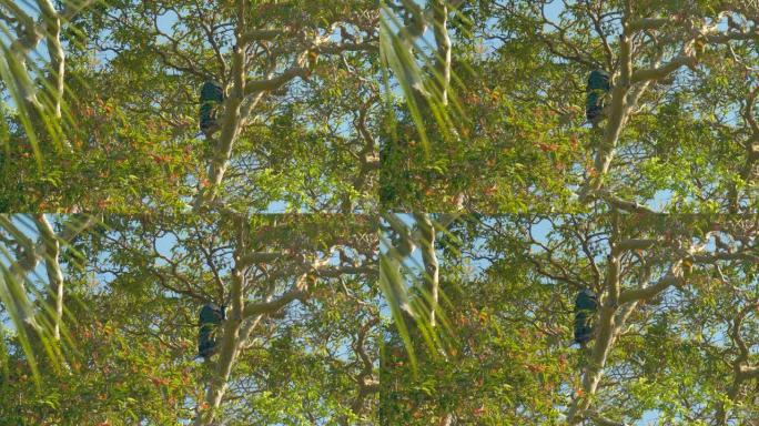 长尾巴的孔雀准备在树梢上筑巢