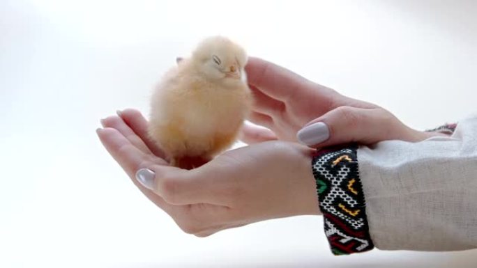 乌克兰族妇女vyshyvanka布手握着新生小鸡。小鸡鸡。农民保护鸟，抚摸它的头。象征复活节快乐，春