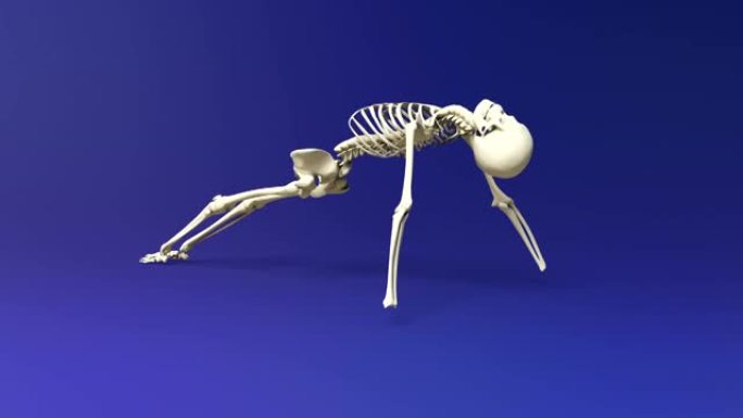人体骨骼朝上的姿势