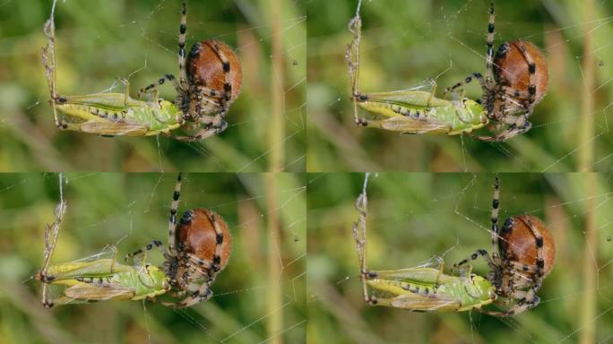 四只斑点球织布蜘蛛 (Araneus Quadratus) 狩猎Lestes sponsa的特写镜头