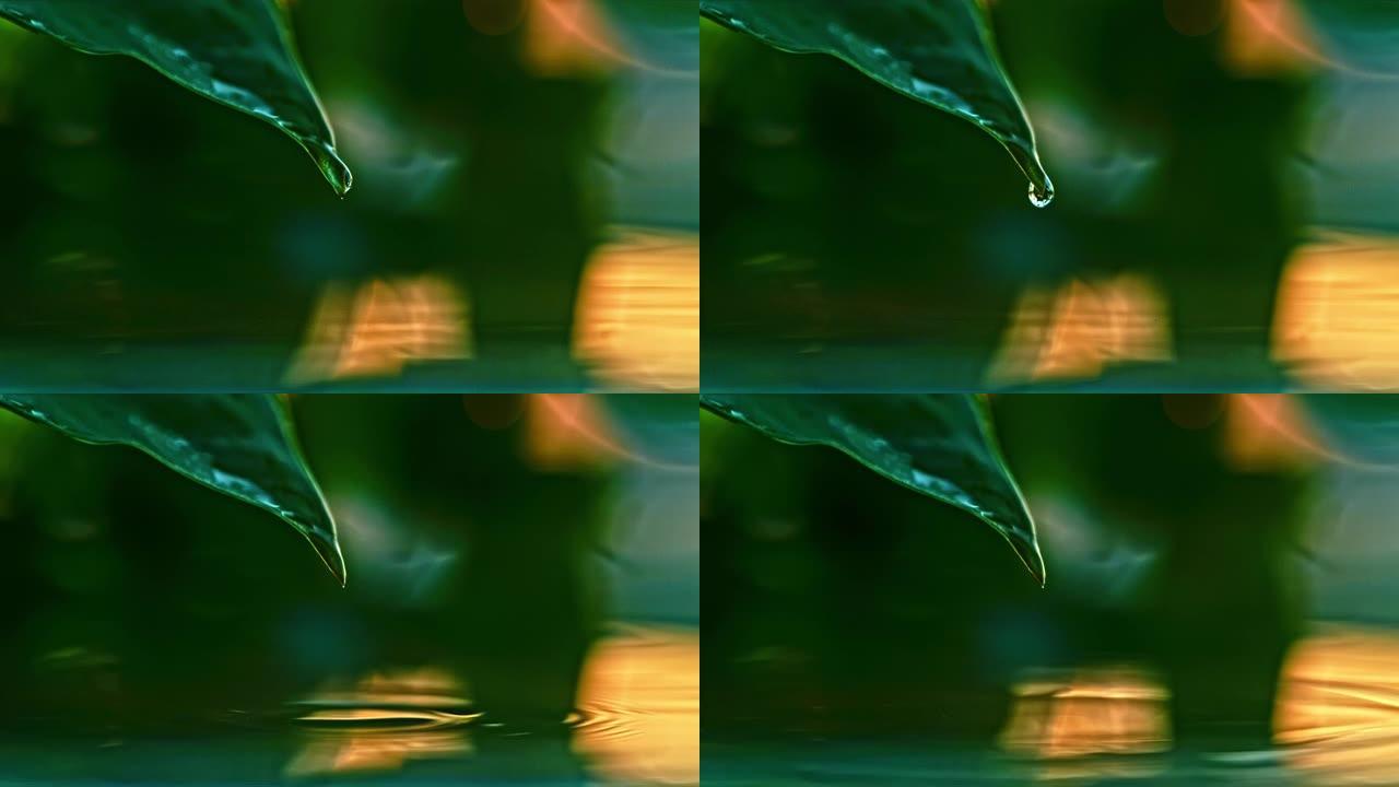 慢动作极端特写雨滴从新鲜的绿叶中落下。雨滴从新鲜的绿叶落到水面上，反射