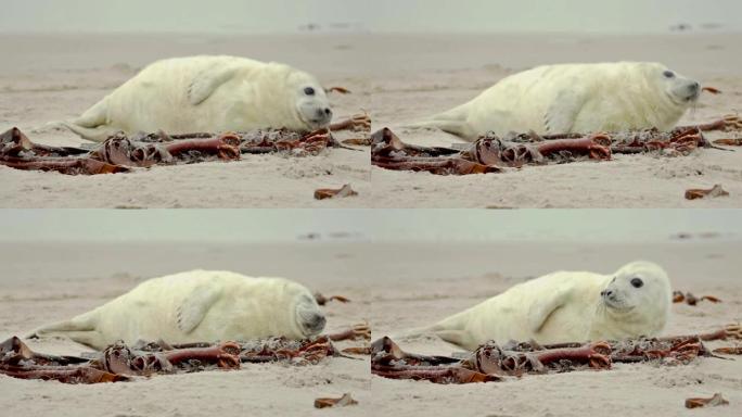 海滩上的小海豹