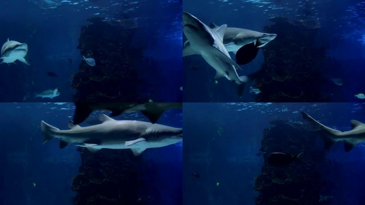 鲨鱼游泳03