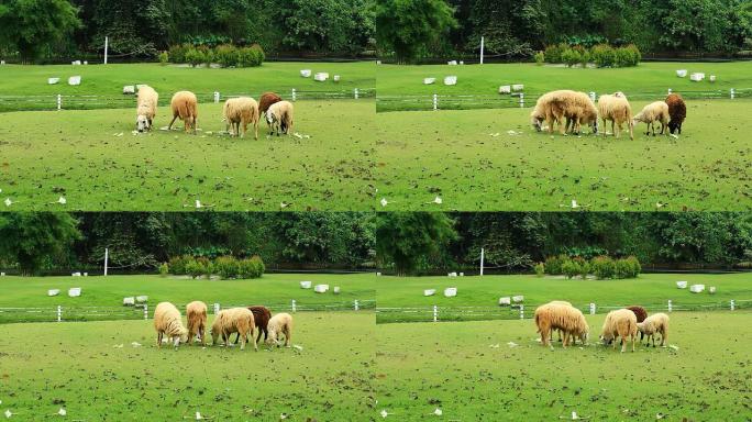 绿色草地上的羊