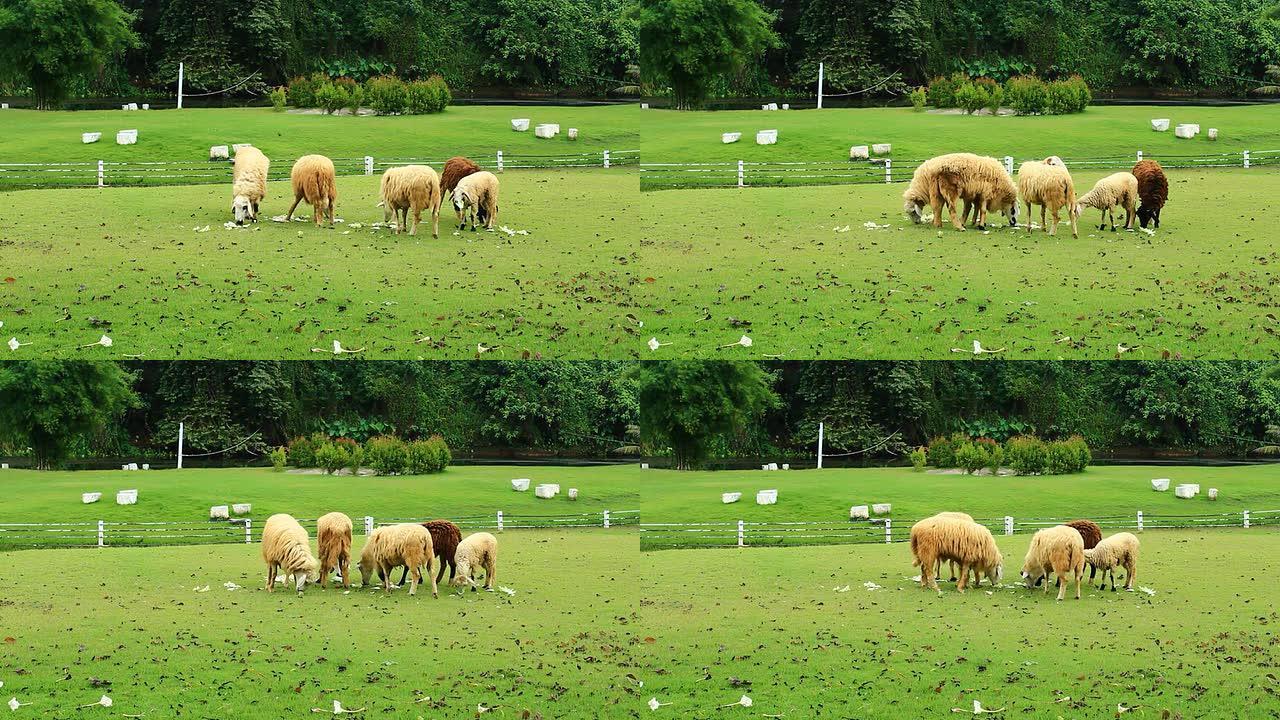 绿色草地上的羊