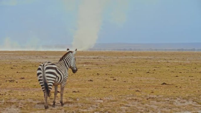 野生斑马优雅地站在广阔的干草场上，风很大，背景是沙尘暴，肯尼亚安博塞利国家公园