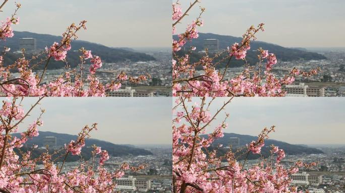 从松田市容放大到盛开的樱花。