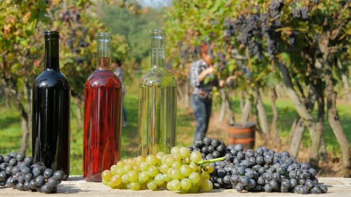 红色、白色和桃红葡萄酒。妇女在背景上收获葡萄。