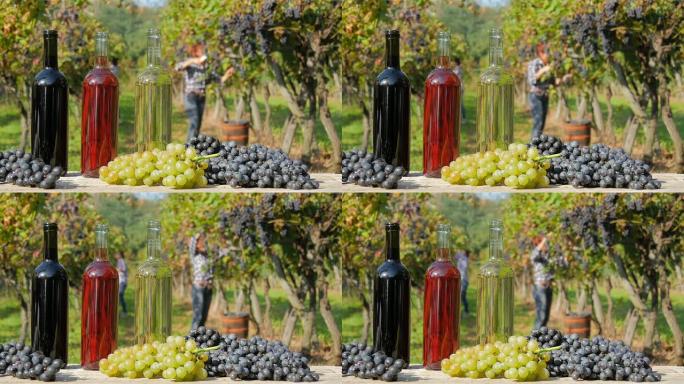 红色、白色和桃红葡萄酒。妇女在背景上收获葡萄。