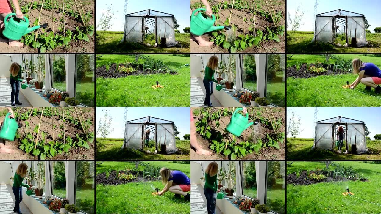女人浇灌仙人掌、花朵、豆类和番茄植物。拼贴画