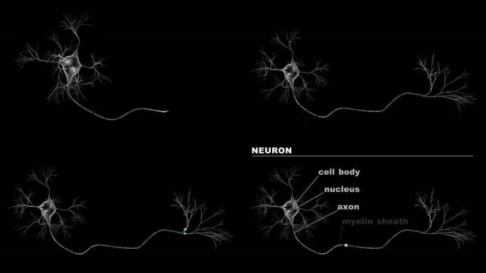 用冲动和标签生长脑细胞