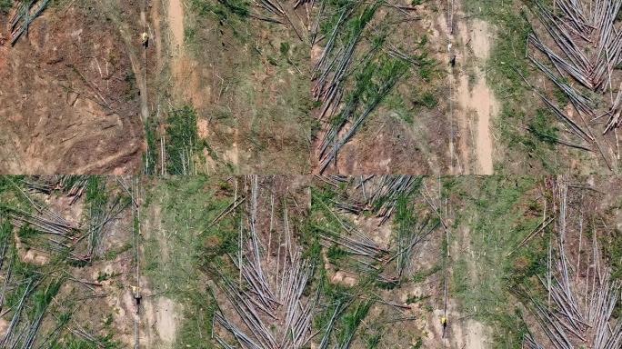 在人工林上砍伐松树林的鸟瞰图