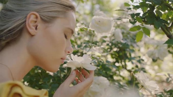 美丽的女人在盛开的玫瑰园里闻到玫瑰，享受自然的香味