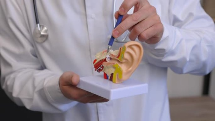一位年轻迷人的耳鼻喉科医生展示了耳朵的模型，并向患者介绍了耳朵的结构