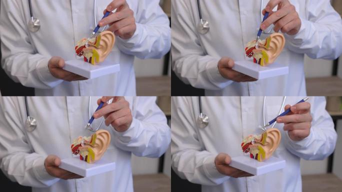一位年轻迷人的耳鼻喉科医生展示了耳朵的模型，并向患者介绍了耳朵的结构