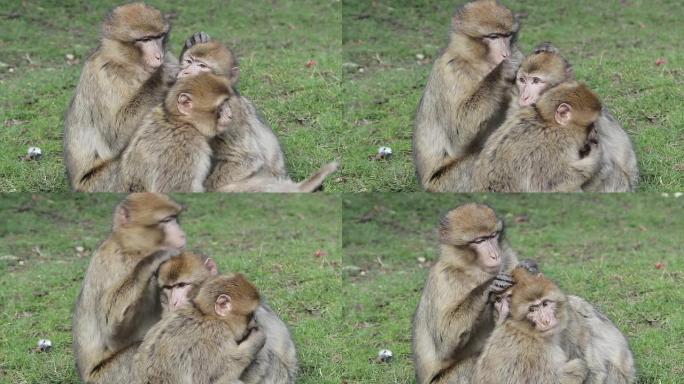 美丽的年轻猴子家庭梳理和玩耍 -- 阿尔及利亚和摩洛哥的巴巴里猕猴
