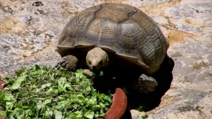 大龟正在吃蔬菜2