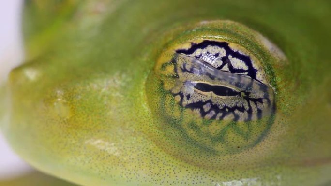 玻璃蛙 (Espadarana callistoma)