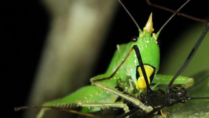食肉灌木蟋蟀吃竹节虫