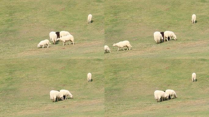 草地上的羊。