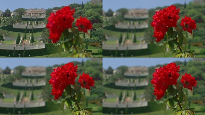 海法巴哈姆寺花园玫瑰