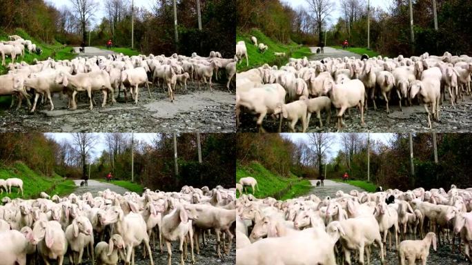 在高山道路上的牧场上，一群山羊驶向相机并驶向草地