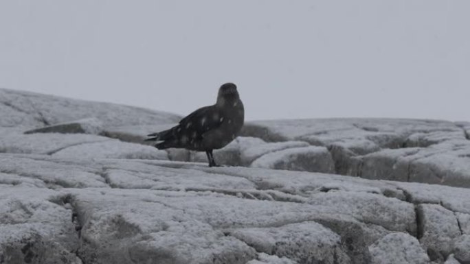 南极半岛，南极贼鸥站在雪地里