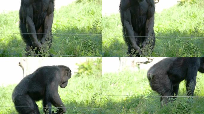 一只站在草地上的黑猿
