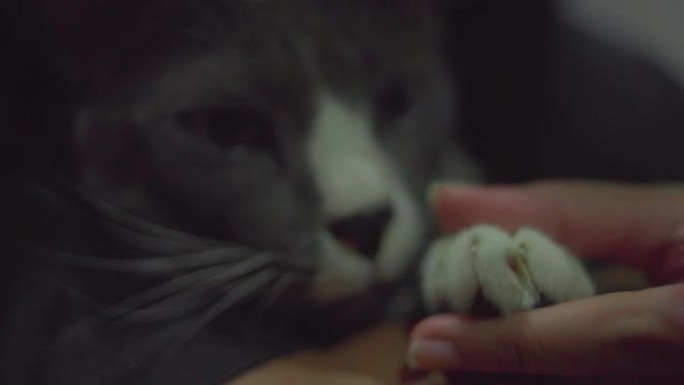 可爱的灰猫被剪指甲。