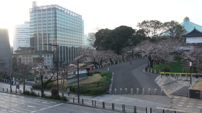 Chidorigafuchi樱花清晨，东京日本2023