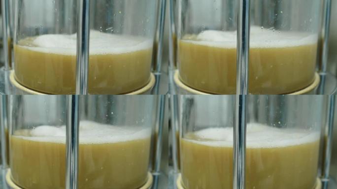 啤酒酿造过程中倒入玻璃杯中的麦芽汁