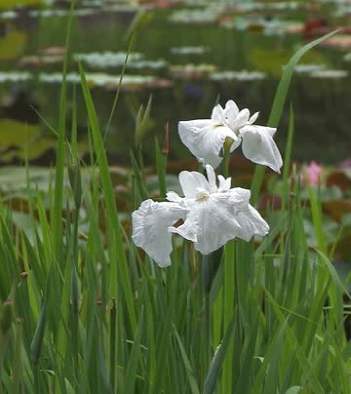 日本鸢尾白花，垂直定向视频，日本东京