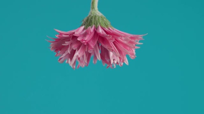 蓝色背景前的粉红色倒挂花朵倒灌淡水视频