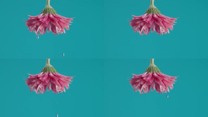 蓝色背景前的粉红色倒挂花朵倒灌淡水视频